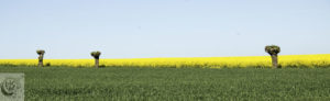 A field of young wheat and blooming rapeseed in the distance.