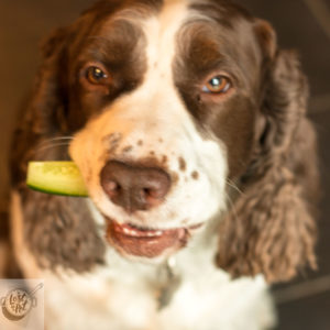 Chloe dog, Lost in a Pot's official taster and security supervisor.
