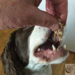 Chloe dog tasting Bill's Kansas City Pulled Pork.