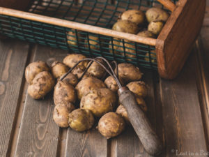Freshly harvested potatoes.