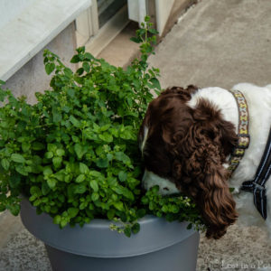 Chloe dog harvesting herbs.