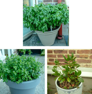 Basil, oregano and bay plants.