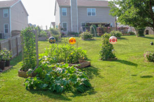 Our US garden.
