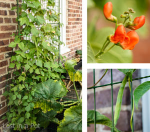 Green beans growing vertical.