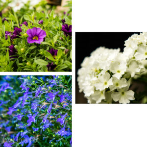 Flowers in the herb'n' garden.
