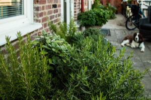 Our Herb'n' garden.