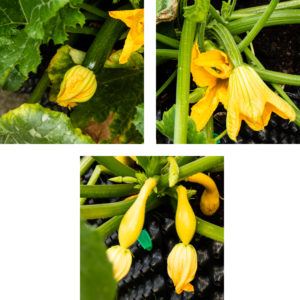 Our garden squashes.
