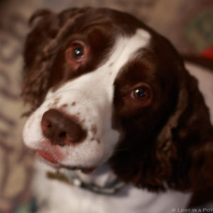 Chloe dog wishing for peace and goodwill to all and to all a very Merry Christmas.