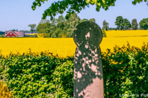 Rapeseed blossoms of Skåne, Sweden.