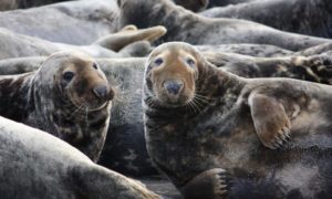 Photo as appeared in Helsingborgs Dagblad, image by Rino Sperlbauer