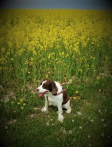 2020 Clo in the rapeseed blossoms image by Ron of Lost in a Pot.
