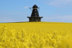 2020 rapeseed blossom image by Ron of Lost in a Pot.
