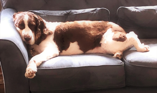A sleeping Chloe dog.