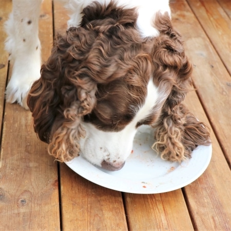 Chloe girl licking the pizza plate...